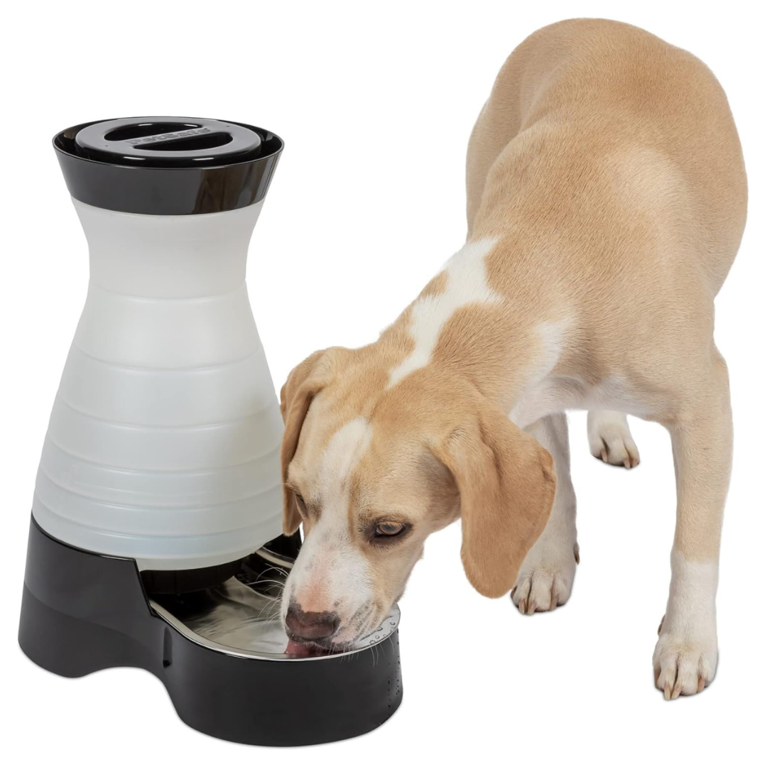 Unlimited Lifetime Benefits with Healthy Paws Insurance