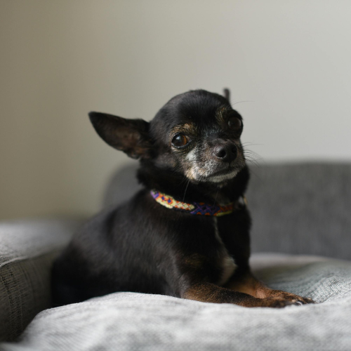 Comfortable Dog - Stylish Dog Crates