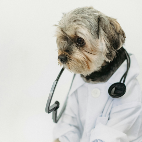 Comprehensive Coverage with Healthy Paws Insurance