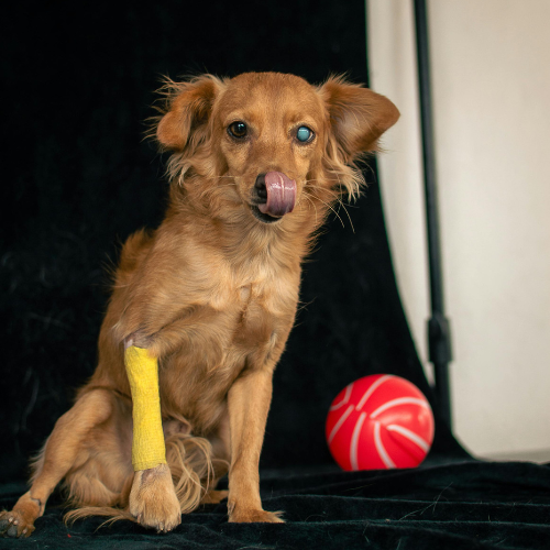 Simple Claims Process with Healthy Paws Insurance