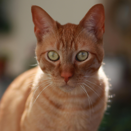Cat portrait