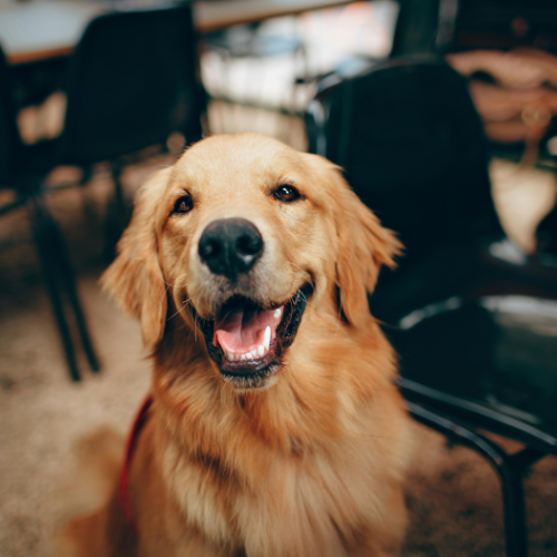 Our Top 10 Healthy Paws Tips