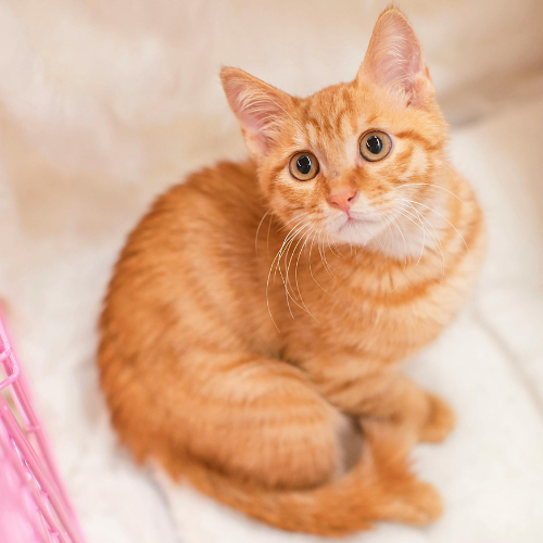 Healthy Paws Socialization