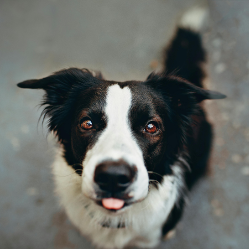 Wood Dog Crate Safety and Comfort